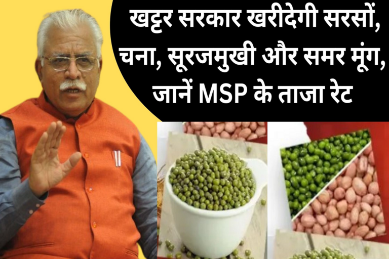 खट्टर सरकार खरीदेगी सरसों, चना, सूरजमुखी और समर मूंग, जानें MSP के ताजा रेट Khattar government will buy mustard, gram, sunflower and summer moong, know the latest MSP rates